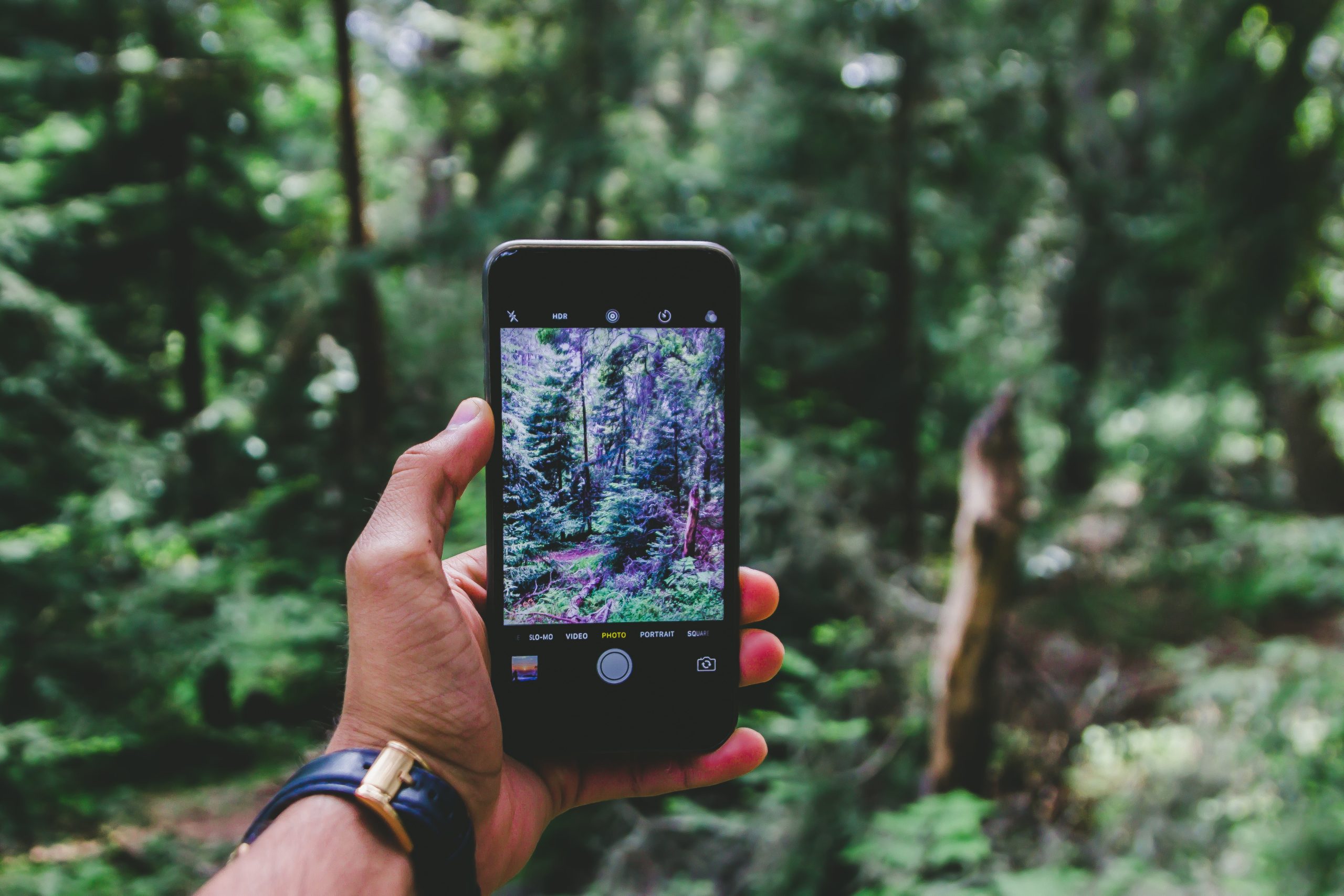 hand holding phone with forest in background